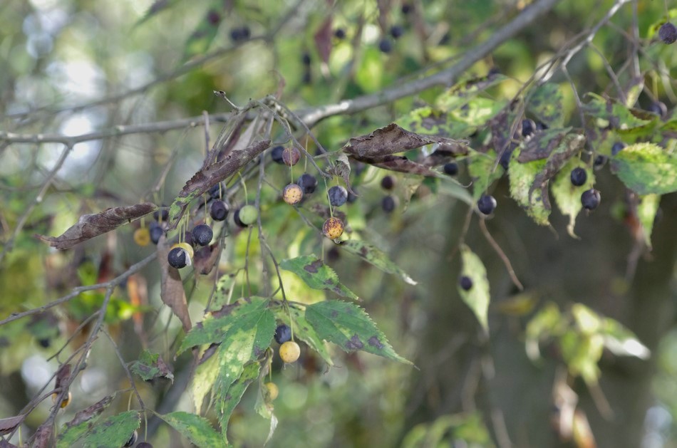 Celtis australis